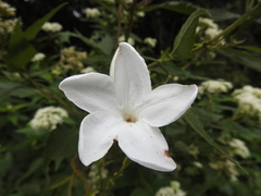 Mandevilla laxa
