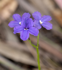 Goodenia coerulea