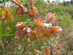 Dodonaea boroniifolia