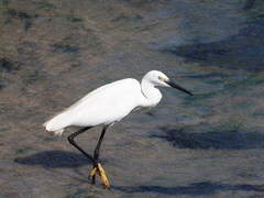 Egretta garzetta