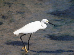 Egretta garzetta
