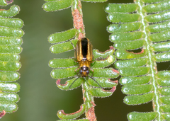 Monolepta subsuturalis