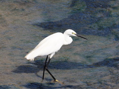 Egretta garzetta