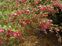 Dodonaea boroniifolia