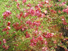 Dodonaea boroniifolia