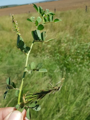 Indigofera baileyi