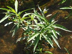 Hygrophila pogonocalyx