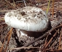 Amanita mutabilis