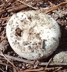 Amanita mutabilis