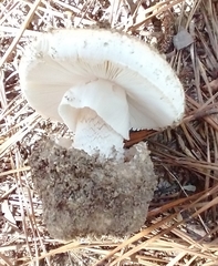 Amanita mutabilis