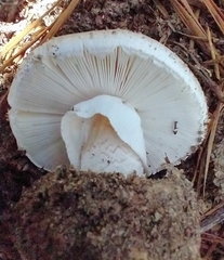 Amanita mutabilis