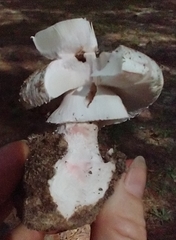 Amanita mutabilis