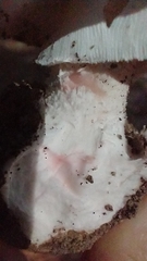 Amanita mutabilis