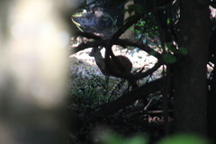 Cephalophorus natalensis