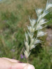 Rytidosperma tenuius