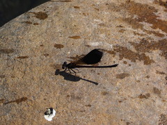Euphaea formosa