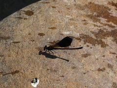 Euphaea formosa