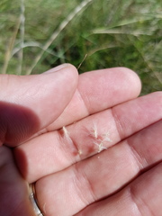 Rytidosperma tenuius