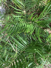 Zamia integrifolia