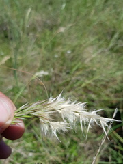 Rytidosperma tenuius