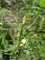 Sesbania cannabina