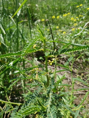 Sesbania cannabina