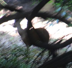 Cephalophorus natalensis