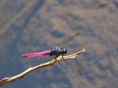Orthetrum pruinosum