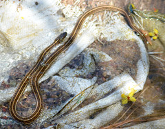 Thamnophis eques