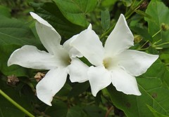 Mandevilla laxa