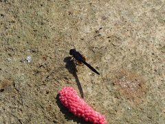 Trithemis festiva