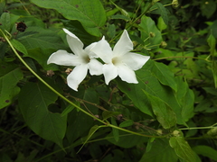Mandevilla laxa