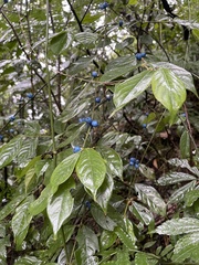 Lasianthus hispidulus
