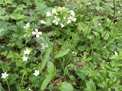 Cardamine bulbosa