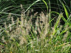 Cenchrus alopecuroides