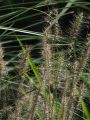 Cenchrus alopecuroides