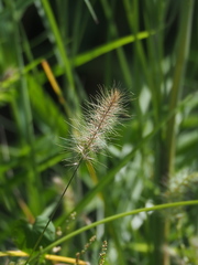 Cenchrus alopecuroides