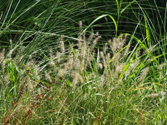 Cenchrus alopecuroides