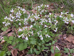 Cardamine bulbosa
