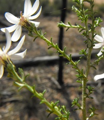 Olearia ramosissima