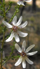 Olearia ramosissima