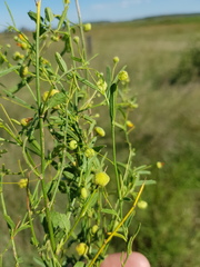 Sida trichopoda