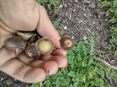 Panaeolus