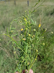 Sida trichopoda