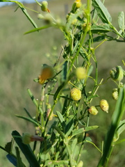 Sida trichopoda