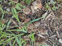 Panaeolus