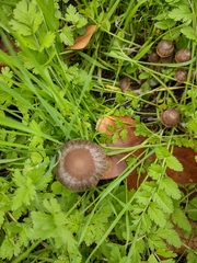 Panaeolus