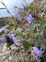 Barleria cristata
