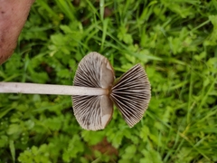 Panaeolus