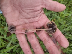 Panaeolus